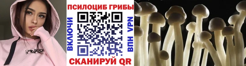 shop Telegram  Шлиссельбург  Галлюциногенные грибы Psilocybine cubensis  наркотики 