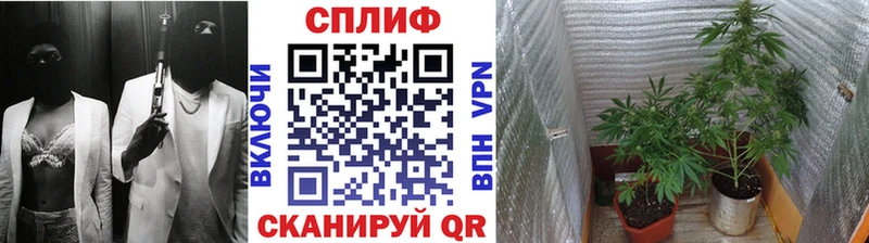 Канабис Ganja Шлиссельбург
